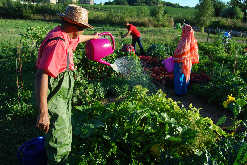 Tägliche Arbeit im Garten Labor in Leonding. Foto: Johanna Klement/urbanfarm